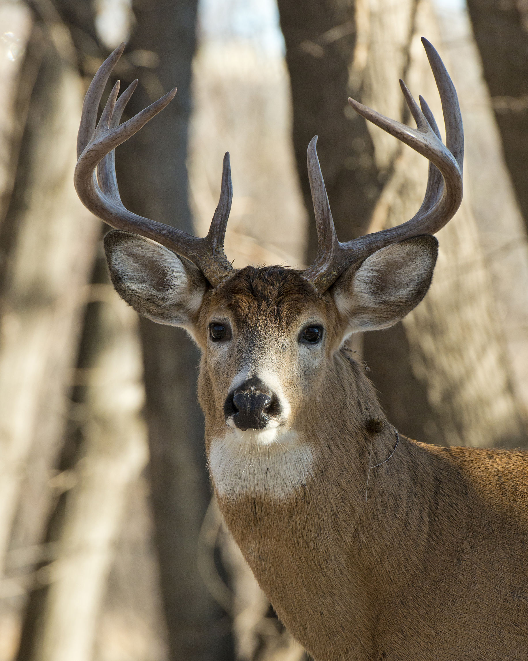Deer hunting tips