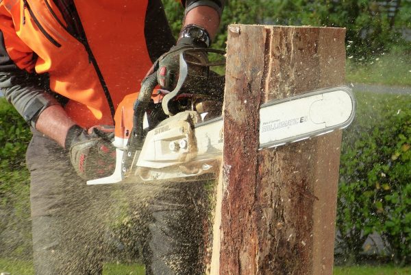 Chainsaw cutting into tree