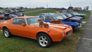 orange pointiac trans am with dog - Carlisle Car Show