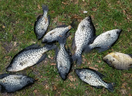 Mess of crappie