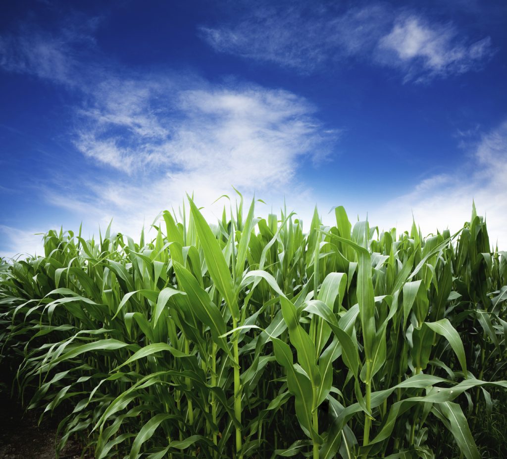 Most ethanol for flex fuel is produced from corn.