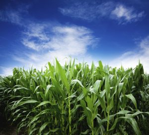 Most ethanol for flex fuel is produced from corn. 